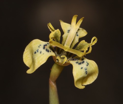 Moraea unguiculata