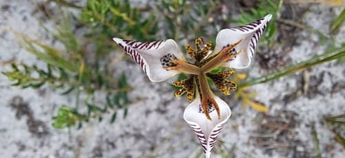 Moraea unguiculata — photo