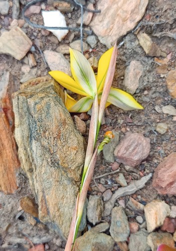 Moraea virgata — photo