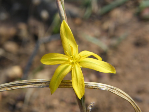 Moraea virgata