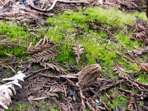 Morchella conica var. rigida — photo