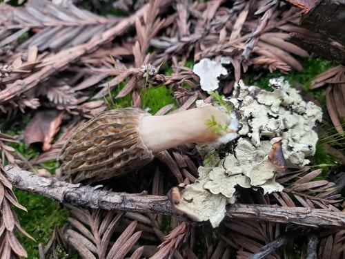 Morchella conica var. rigida — photo