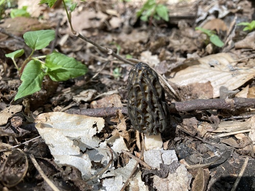 Morchella conica var. rigida