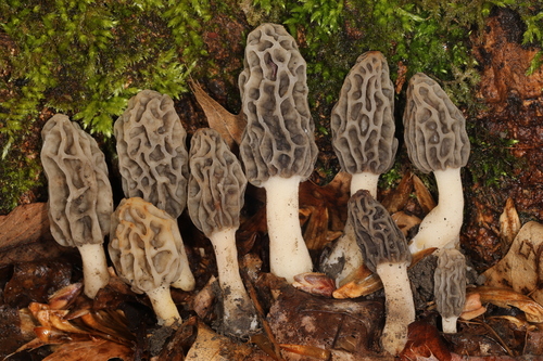 Morchella diminutiva (Deliciosas) — photo