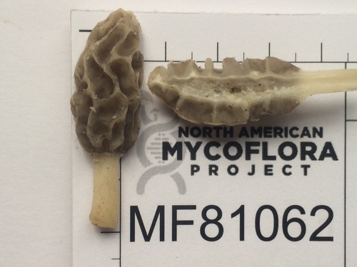 Morchella diminutiva (Deliciosas) — photo