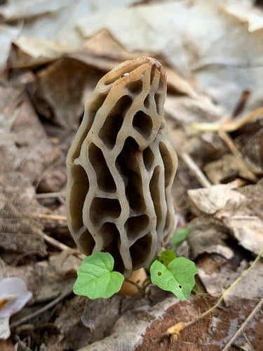 Morchella diminutiva