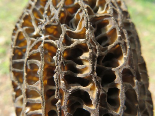 Morchella elata (Black Morel) — photo