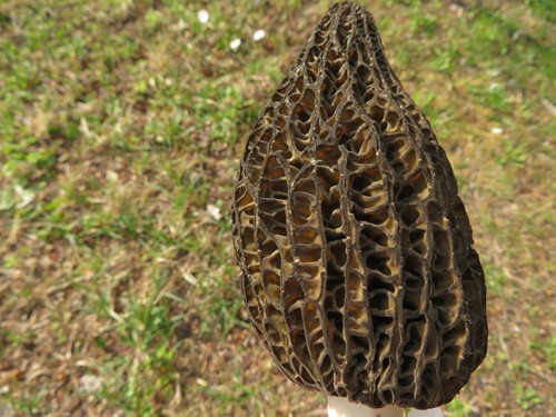Morchella elata (Black Morel) — photo