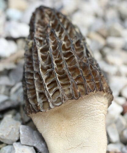 Morchella elata
