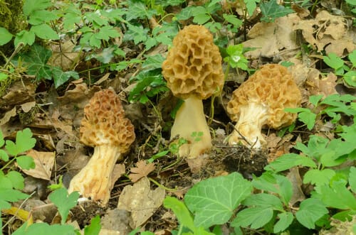 Morchella esculenta var. rigida (Yellow morel) — photo
