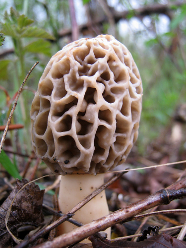 Morchella esculenta var. rigida