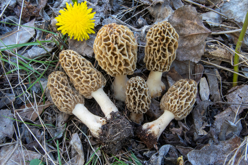Morchella esculenta var. rotunda — photo