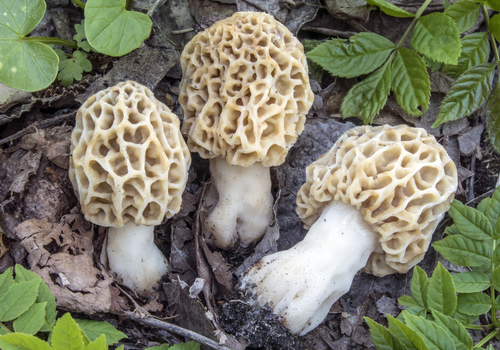 Morchella esculenta var. umbrina (Yellow morel) — photo