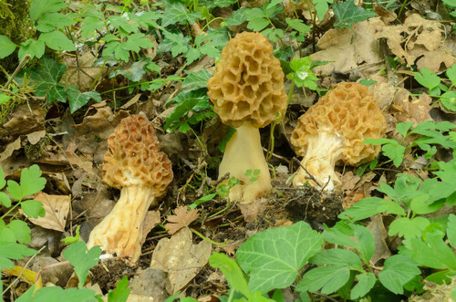 Morchella esculenta var. vulgaris — photo