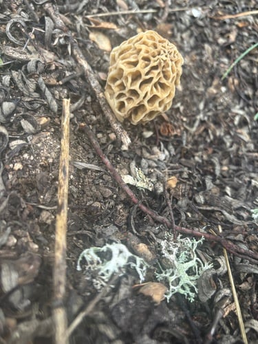 Morchella esculenta var. vulgaris — photo