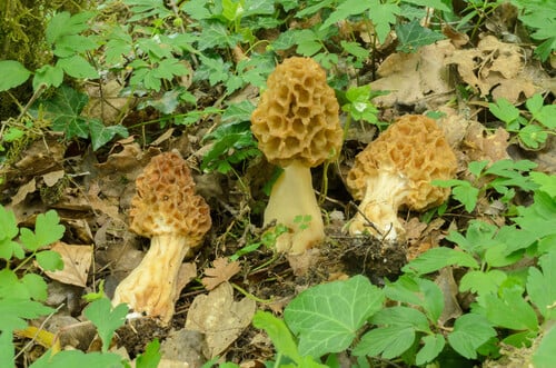 Morchella esculenta var. vulgaris