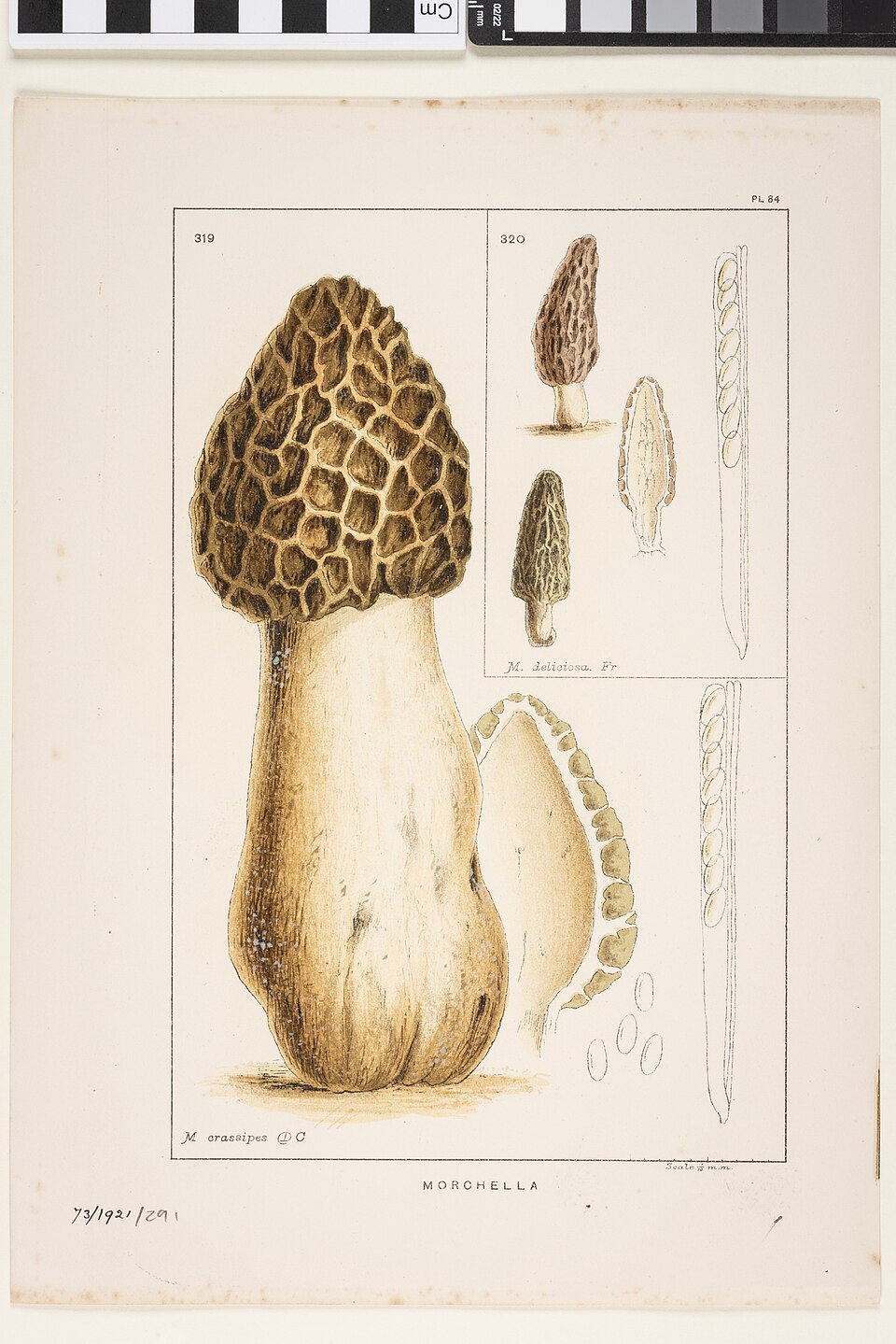 Morchella smithiana — photo