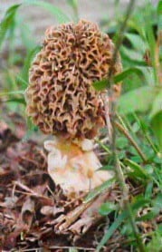 Morchella smithiana