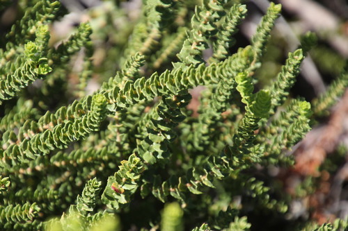Morella cordifolia (Myrica) — photo