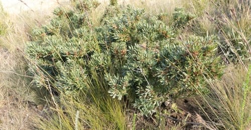 Morella humilis (Shinet) — photo