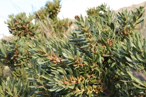 Morella humilis