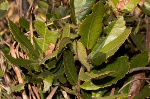 Morella salicifolia — photo