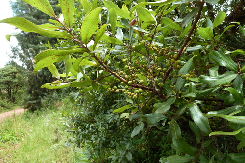 Morella salicifolia