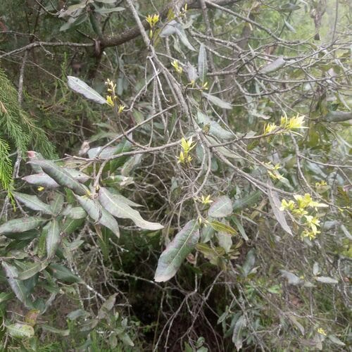 Morella salicifolia — photo