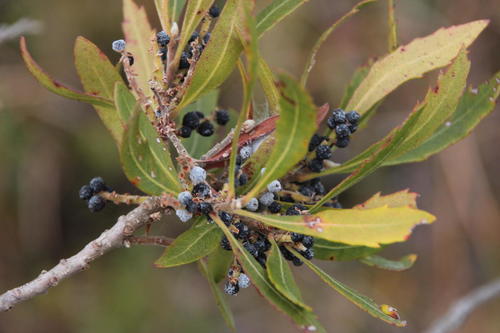 Morella serrata