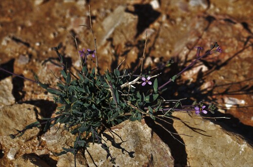 Moricandia nitens (Ahmim) — photo