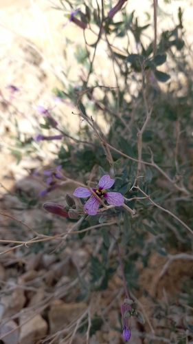 Moricandia nitens (Ahmim) — photo