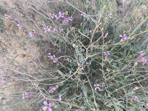 Moricandia nitens