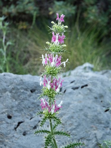 Morina persica (Prickly wallflower) — photo