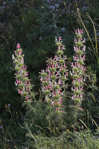 Morina persica