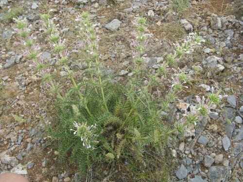 Morina persica (Prickly wallflower) — photo