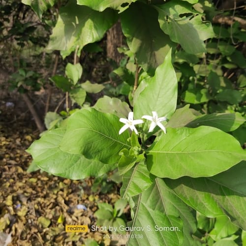 Morinda coreia (Dyer's mulberry) — photo