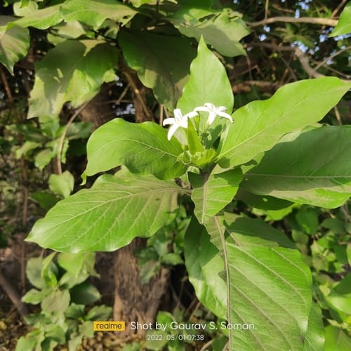 Morinda coreia (Dyer's mulberry) — photo