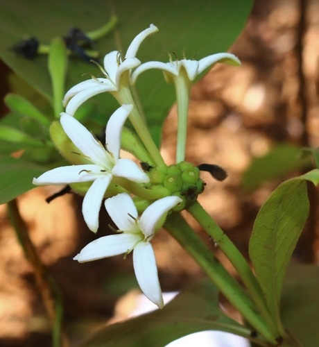 Morinda coreia