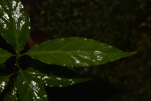 Morinda jasminoides (Jasmine morinda) — photo