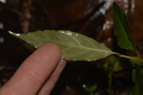 Morinda jasminoides (Jasmine morinda) — photo