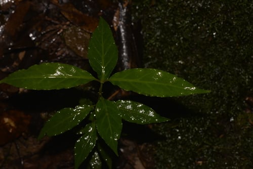 Morinda jasminoides