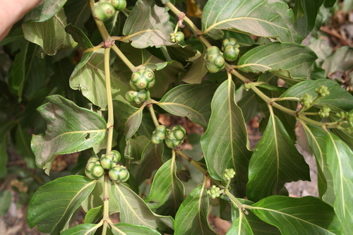 Morinda lucida — photo