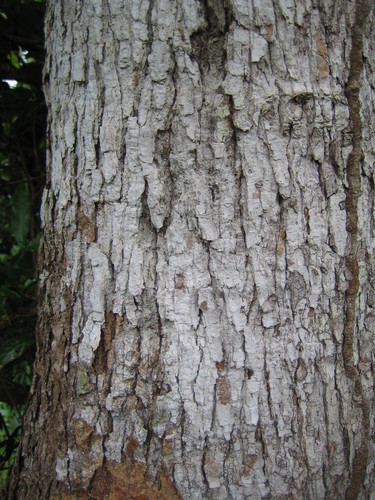 Morinda lucida — photo