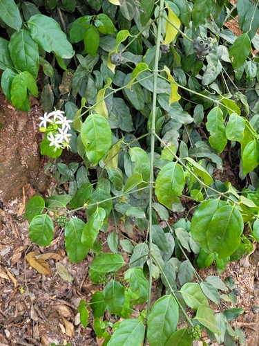 Morinda morindoides (Brimstone) — photo