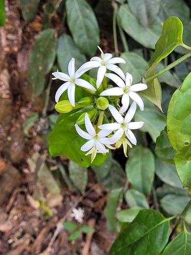 Morinda morindoides (Brimstone) — photo