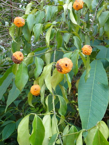 Morinda morindoides