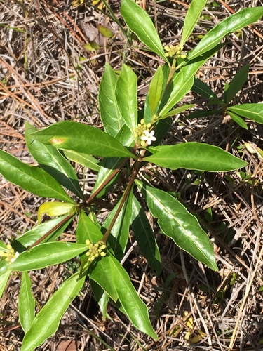 Morinda royoc (Cheese shrub) — photo