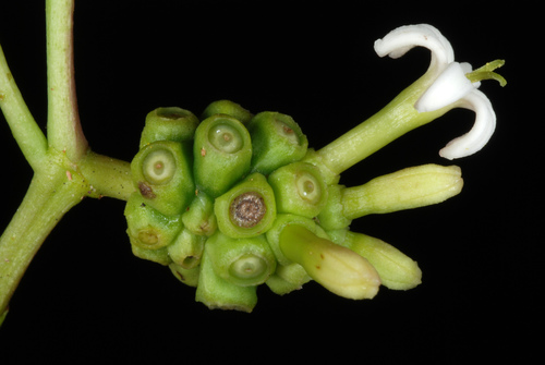 Morinda royoc (Cheese shrub) — photo