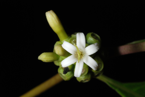 Morinda royoc