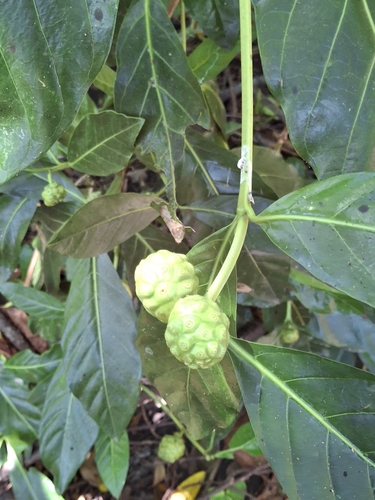 Morinda tomentosa — photo
